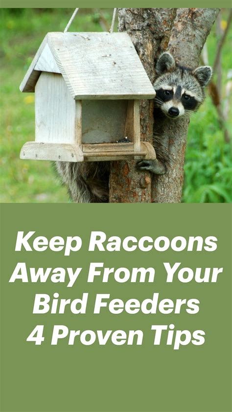 Keep Raccoons Away From Your Bird Feeders 4 Proven Tips: An immersive ...