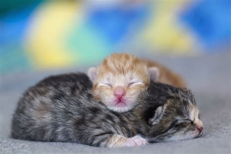 Baby Kittens Sleeping Wallpaper