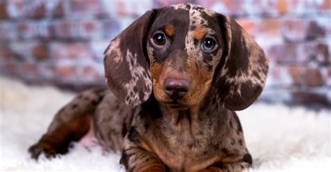 Dapple Dachshund Dog Breed Complete Guide | AZ Animals