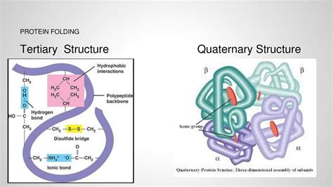 BIOCHEMISTRY AP BIOLOGY ppt download