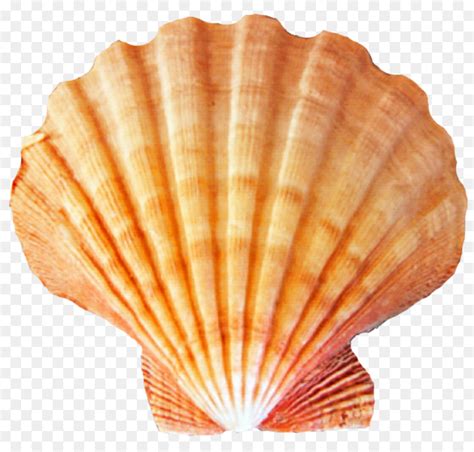 Seashell Clam Scallop Clip art - seashell png download - 768*694 - Free ...