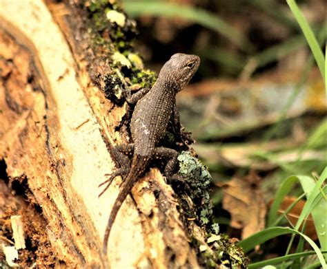 Brown Anole Lizard Free Stock Photo - Public Domain Pictures