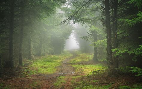 Forest Path Fog Wallpapers - Wallpaper Cave