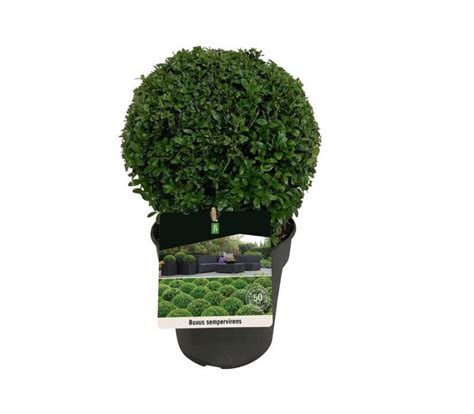 Buxus sempervirens | Green Solutions