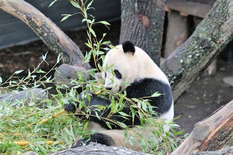 Premium Photo | Panda eating close-up copenhagen zoo