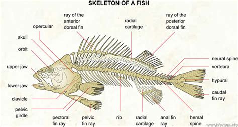 Nicholas Baker's Creative Studio For CGAA: Research on the Fish Anatomy