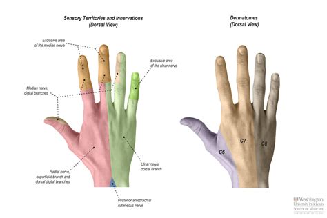 Home [nervesurgery.wustl.edu]