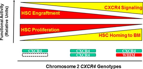 Gene therapy considerations in WHIM syndrome. Since WHIM syndrome is ...