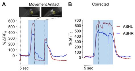 Addressing worm movement during the image acquisition period | Download ...