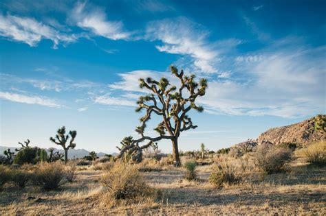 unique foliage in the deserts of joshua tree national park, unique ...