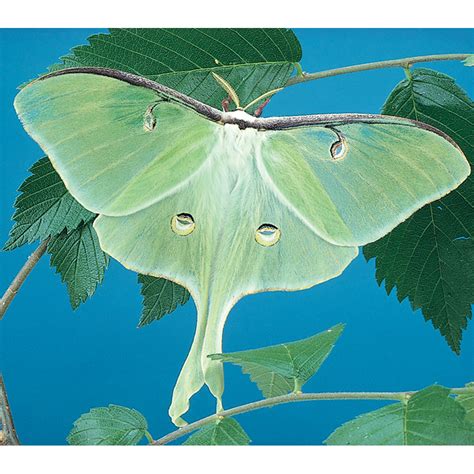 Luna Moth Cocoons, Living, Pack of 3 | Carolina.com