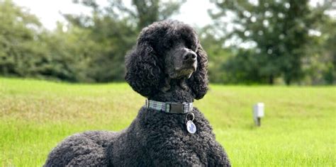 How to Care For a Poodle: Feeding, Training, Health, and More