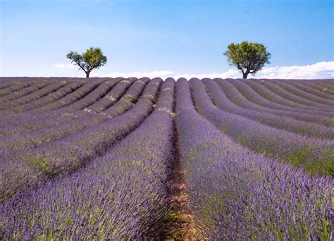 Best Lavender Fields of Provence, France - 2023 Guide!