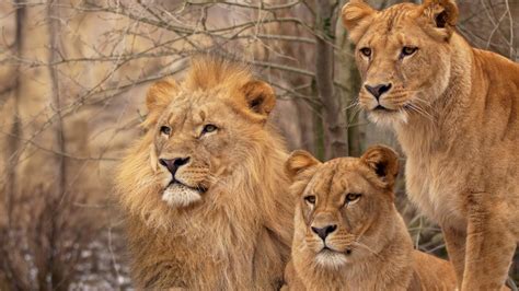 Lion Family Wallpapers - Top Free Lion Family Backgrounds - WallpaperAccess