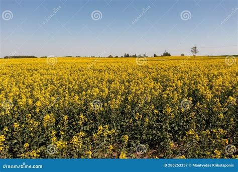 Drone Photography of Agriculture Field of Canola Stock Image - Image of ...