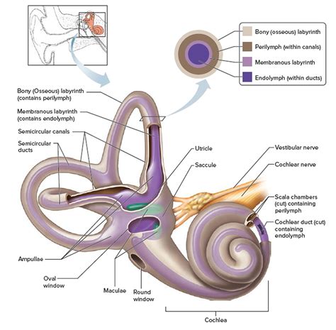 Ear Functions And Diagram Audition And Somatosensation