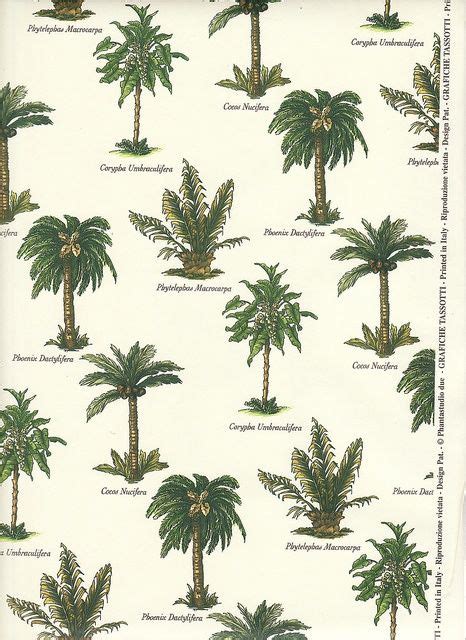 25+ Best Ideas about Palm Tree Types on Pinterest | Small palm trees ...