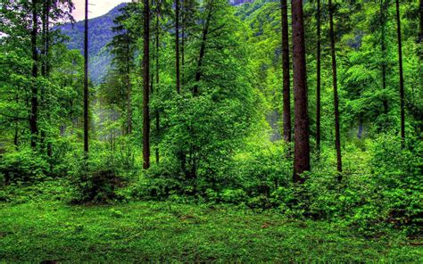 Forest Green Backgrounds - Wallpaper Cave