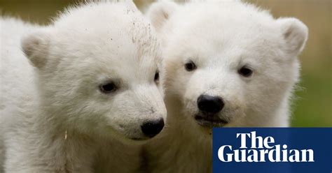 Polar bear cubs make their debut - in pictures | World news | The Guardian