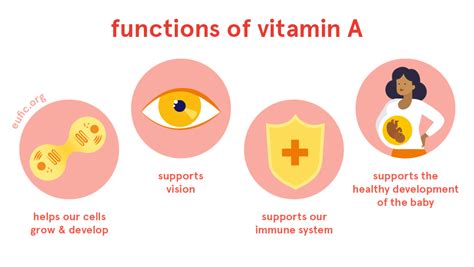 Vitamin A: foods, functions, how much do you need & more | Eufic