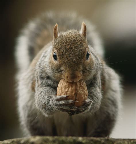 Squirrel eating nuts HD wallpaper | Wallpaper Flare