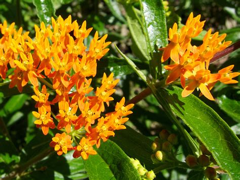 Twelve Native Milkweeds for Monarchs | Monarch butterfly garden ...