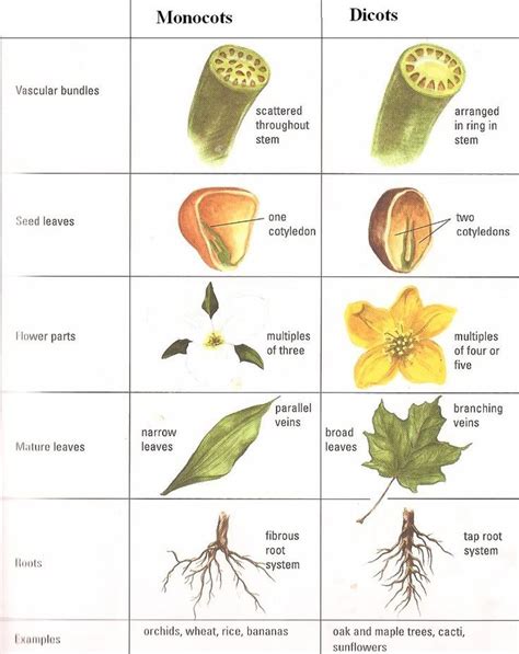 monocot vs dicot - Google Search | Biology plants, Science biology ...