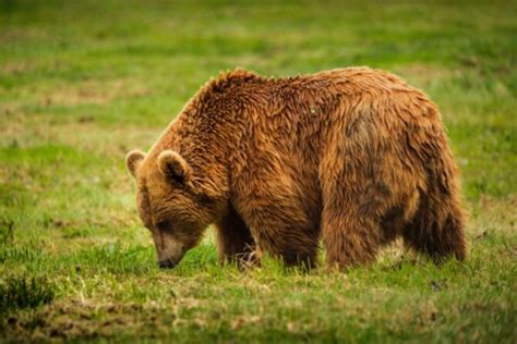 13 Most Dangerous Animals In Italy (Poisonous & Deadly)