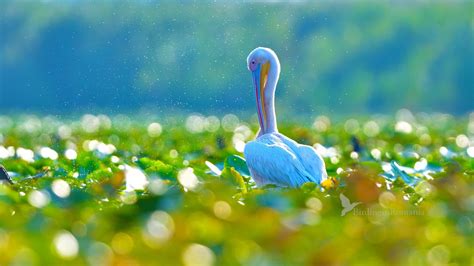 Birds from the Danube Delta - GALLERY | Birding in Romania