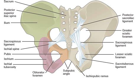 Pelvic Girdle Pain: What, Where, When, Who, Why and How to manage it ...