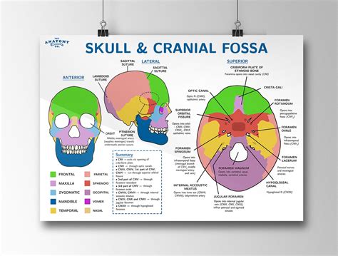 Skull & Cranial Fossa Anatomy Poster - Etsy Australia