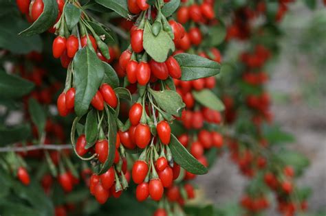 Growing Goji Berries | HGTV