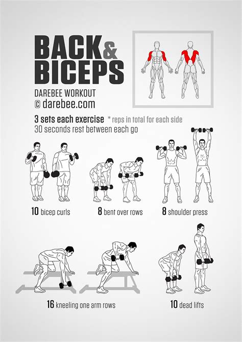 Back & Biceps Workout | Biceps workout, Back and bicep workout, Dumbell ...