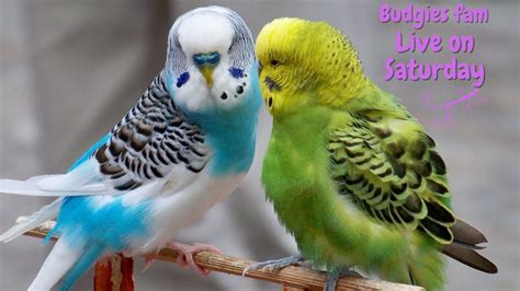 Everyday Budgies Live stream playing and chirping - Budgies singing ...