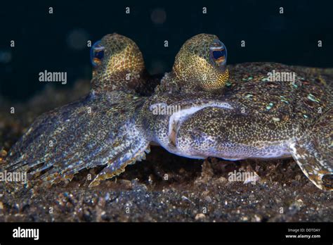 Periscope eyes of the peacock flounder Stock Photo - Alamy