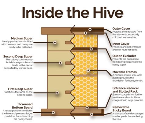 Bee Sustainable: Fulton Hive Raises Awareness of Environmental Issues ...