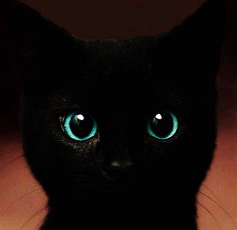 Cute Black Kitten With Blue Eyes