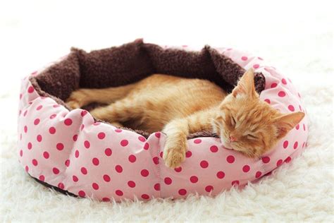 20 DIY Cat Bed Plans You Can Make Today (With Pictures) | Hepper