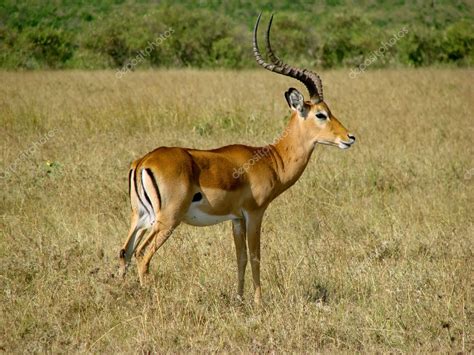 Impala antelope — Stock Photo © baloss74 #3447294