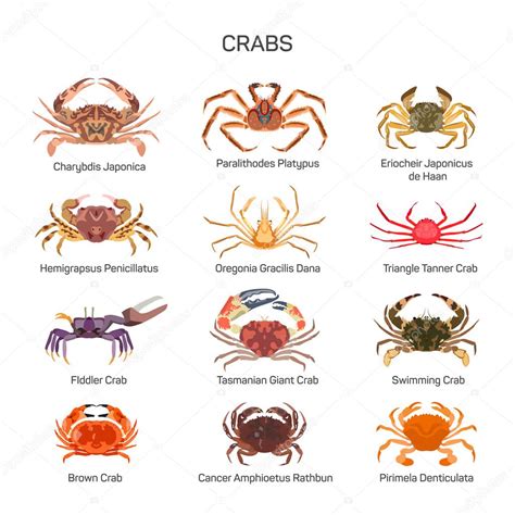 Crabs vector set in flat style design. Different kind of crab species ...