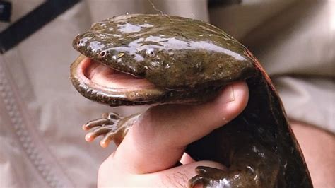 Hellbender Salamander Teeth - Animal Spot