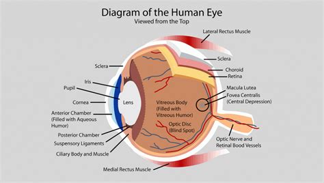 diagram_of_the_human_eye | Eye anatomy diagram, Human eye diagram, Eye ...