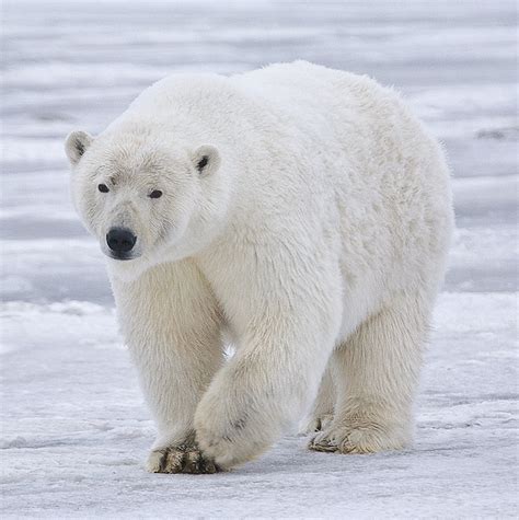 Invasión masiva de osos polares en Rusia en 2019 - Wikipedia, la ...