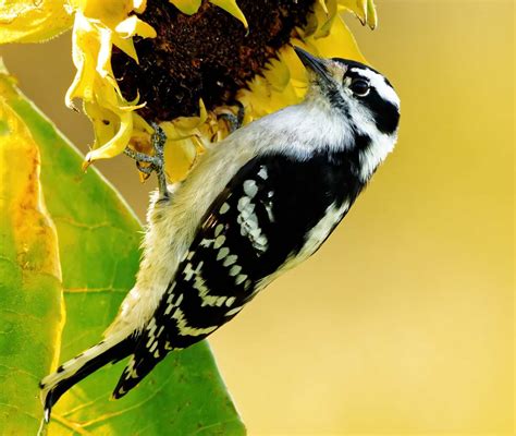 14 BLACK and WHITE Birds Found in Tennessee! - Bird Watching HQ