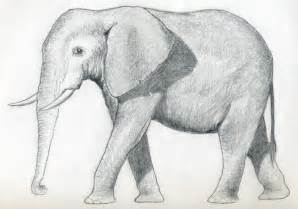 Elephant Drawings – 24+ Free Printable, JPEG, PNG Format Download ...