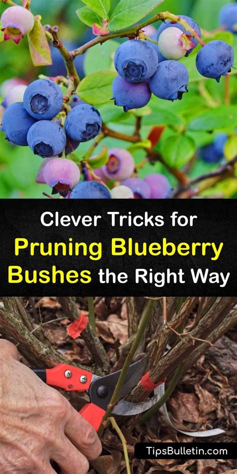 Clever Tricks for Pruning Blueberry Bushes the Right Way | Pruning ...