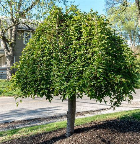 Weeping Cherry Tree Leaf