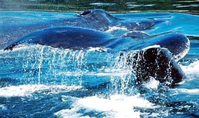 Humpback Whale Songs – DolphinEar Global