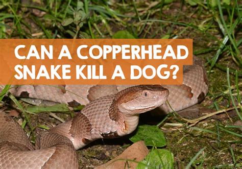 Can a Copperhead Kill A Dog? (Survival Rate Statistics)