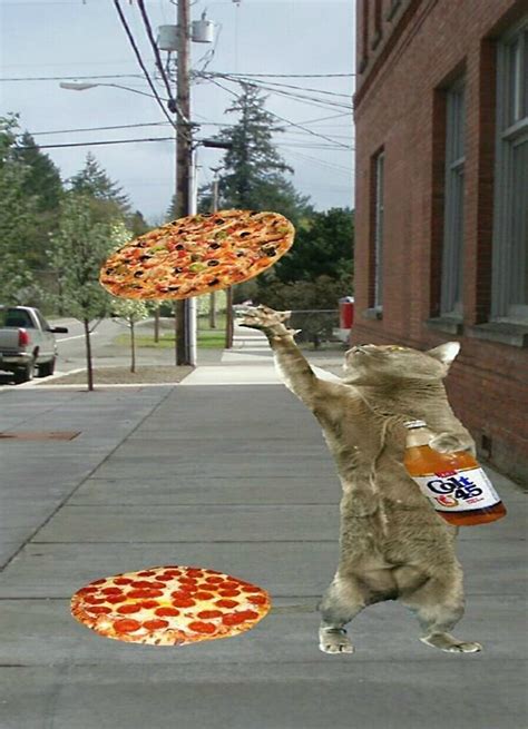 "pizza cat" by taco-elgato | Redbubble